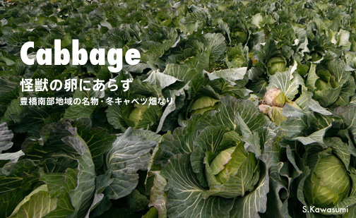キャベツ