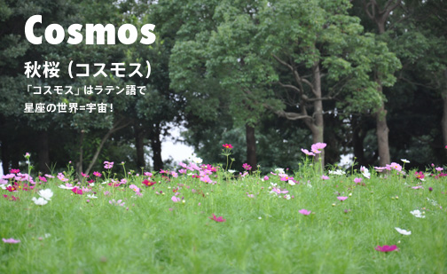 コスモス