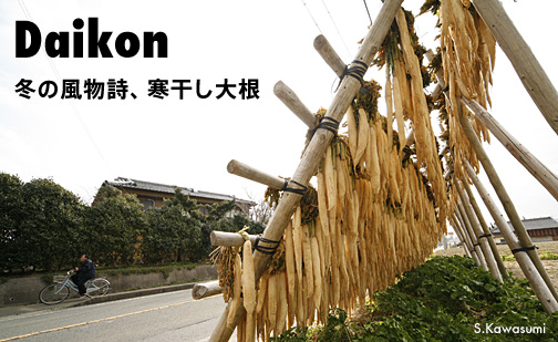 寒干し大根