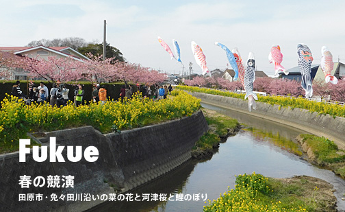 免々田川菜の花と河津桜と鯉のぼり