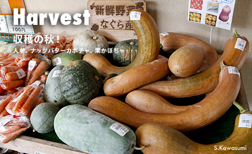 ハーベスト
