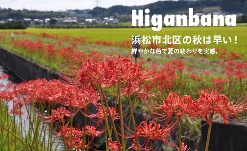 彼岸花