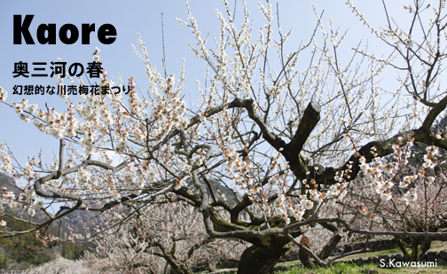 川売梅花まつり