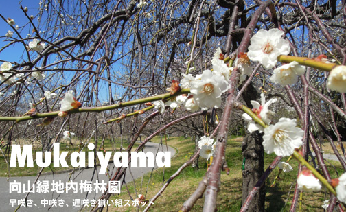 向山緑地内梅林園