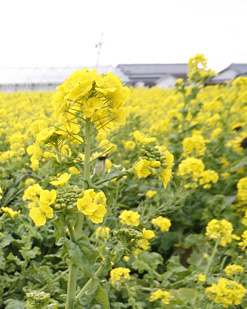 菜の花