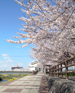 梅田川の桜